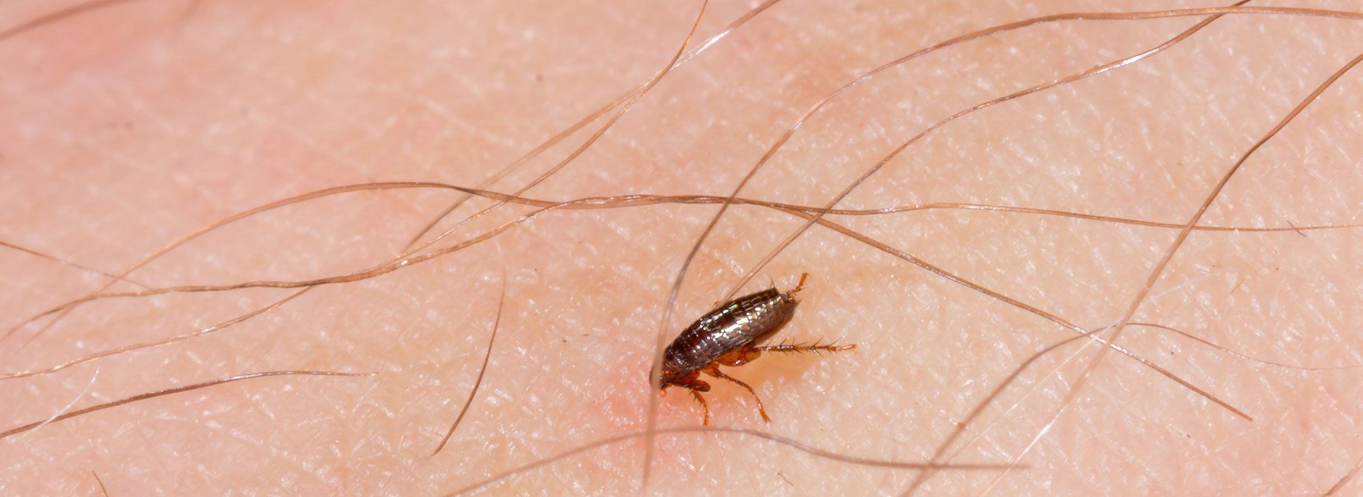 Flohbekämpfung - Professionelle Beseitigung von Flöhen