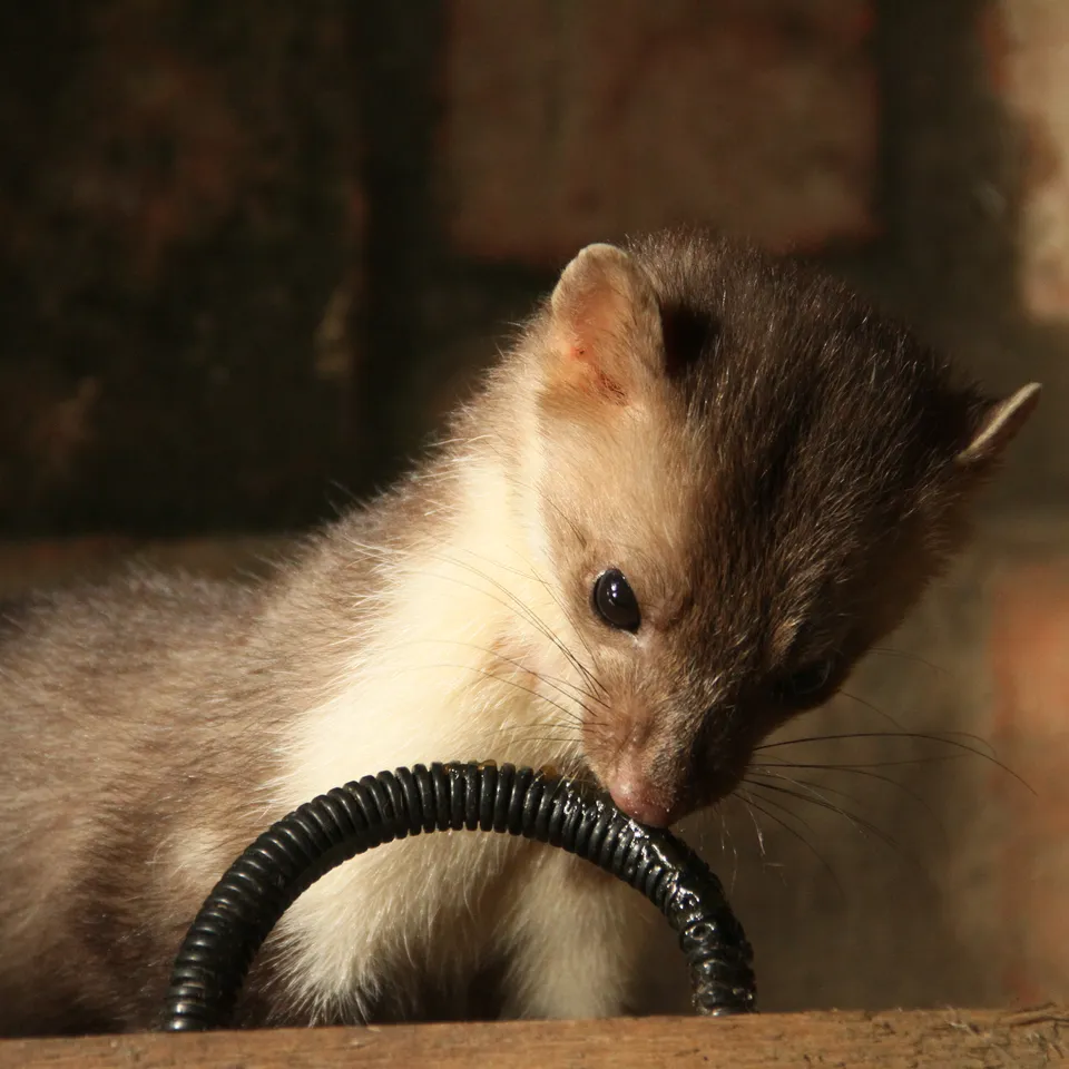 Marderabwehr - Professionelle Vertreibung und Schutz vor Mardern