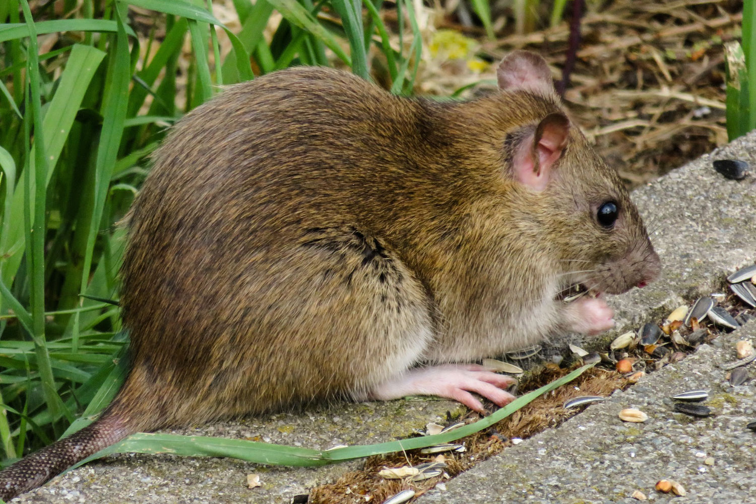 Rattenbekämpfung - Professionelle Bekämpfung von Ratten